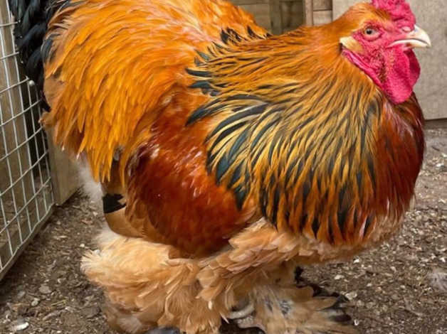 Free Buff Brahma cockerel, purebred, large fowl in Lapford
